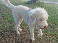 3 numara Terrier ücretsiz sahiplendirme