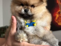 Pomeranian boo erkek köpeğimiz