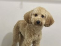 Orjinal toy poodle