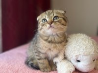 Beyaz ve golden eğik kulaklı tatlı scottish fold yavrularım
