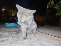 Calico yavru kedimiz