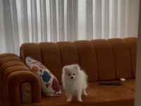 Pamuk Prenses 5 Aylık Pomeranian
