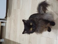 Dişi ve erkek british longhair