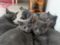 British shorthair yavru kediler
