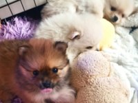 Tea cup pomeranian son yavru