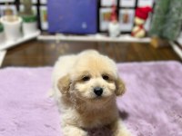 MİNİ MALTİPOO YAVRULARIMIZ