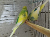 Mükemmel muhabbet kuşu eşler