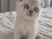 Scottish Fold Kedisi