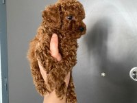 Kore Toy Poodle