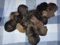 Anne Tiger Baba Siyah 7 Adet Yavru Cane Corso
