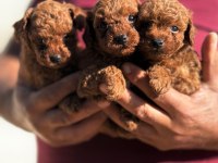 Show Kalite Miniboy Poodle