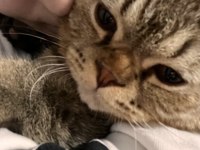 5 aylık erkek british shorthair
