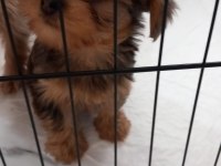 Dişi gold küt burun yorkshire terrier