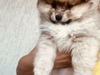 3 AYLIK ERKEK BOO POMERANİAN