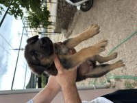 Alman kurdu yavru köpeğimiz