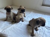 4 Adet Dişi Pug Yavrumuz