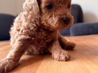 TEACUP TOY POODLE YAVRULAR KG GARANTİLİ