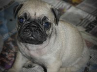 Pug mops yavrularım