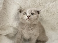 Mükemmel huylu scottish fold yavrumuz
