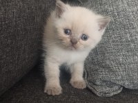 British shorthair yavrularımız yeni sahiplerini bekliyor