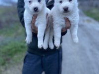 ÜST KALİTE BEYAZ MAVİ GÖZ HUSKY YAVRULAR