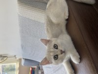 3.5 Aylık Yavru kedimiz