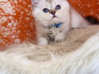 British Shorthair Silver Point