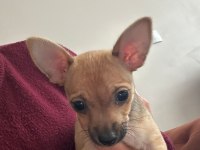 0 numara minyatür pinscher