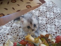Küçük mü küçük british shorthair pıtırcıklara yuva