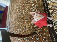 3 aylık erkek Kanada sphynx