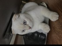 6 aylık british shorthair kedimiz pamuk