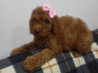 Safkan poodle yavrularımız