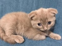 1,5 aylık kulaksız Scottish fold