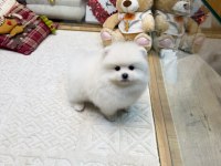 Kaliteli Basık Burun Teacup Pomeranian Yavrular