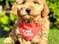 0 numara mini boy mükemmel ırk maltipoo yavru