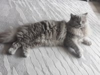 8 aylık lilac renkli erkek british longhair