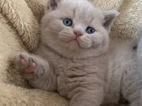 Nadir Bulunan Rengiyle Lilac British Shorthair