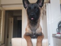 Güzel malinois kızımız deyzi