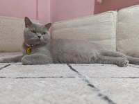 British Shorthair Mery Kızımıza Yuva Arıyoruz