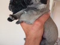 1 erkek ve 1 dişi pug
