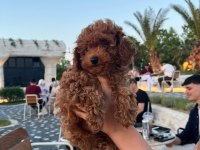 Kore poodle 2 aylık