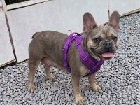 Kurulu Düzen Damızlık French Bulldoglar