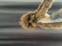 1 Yaşında 2 KG Erkek Red Toy Poodle