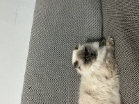 Uysal blue point dişi scottish fold