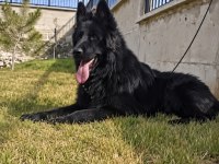 Safkan Siyah Alman Çoban Köpeği