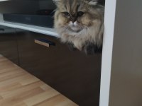 British Longhair Kızımız sahip arıyor.