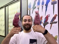 BEBEK EL BESLEME BELGELİ GÜL KAKADU PAPAĞANIMIZ