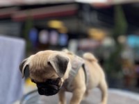 3 Aylık pug Dişi