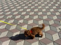 4 aylık efsane toy poodle tüm aşıları yapılmış