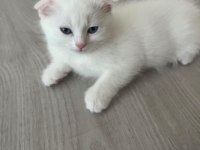 SCOTTİSH FOLD PAŞAM UYGUNA VERİLECEK